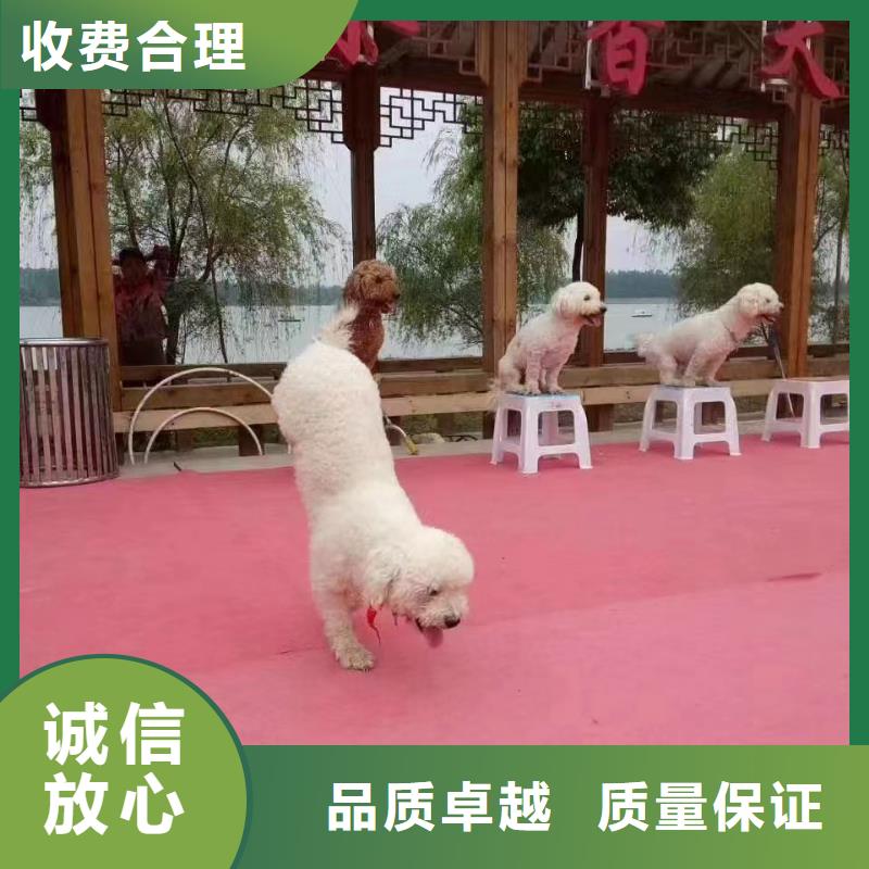 【馬戲團(tuán)/羊駝 死輪表演口碑公司】