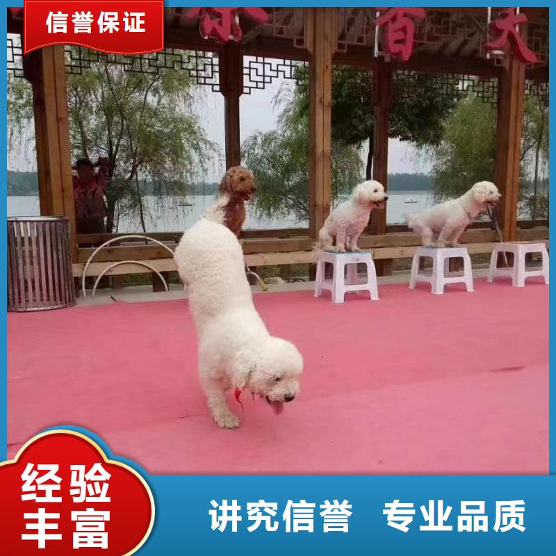 【馬戲團/羊駝】【企鵝表演出租】價格低于同行