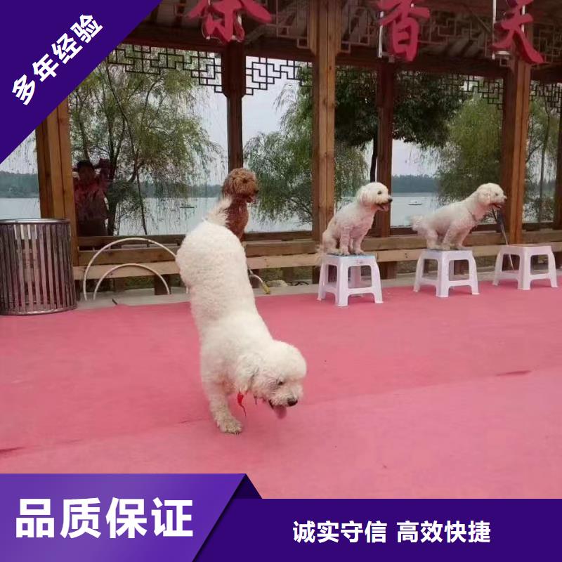 馬戲團/羊駝 企鵝租賃信譽保證