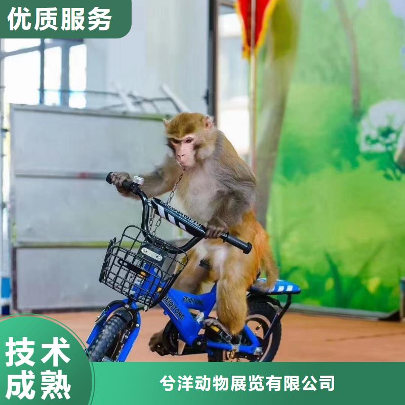 馬戲團(tuán)/羊駝海洋展租賃質(zhì)量保證