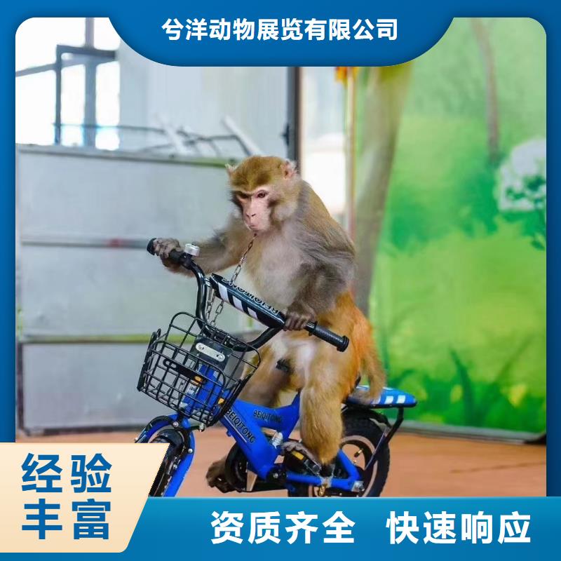 马戏团/羊驼企鹅租赁长期合作