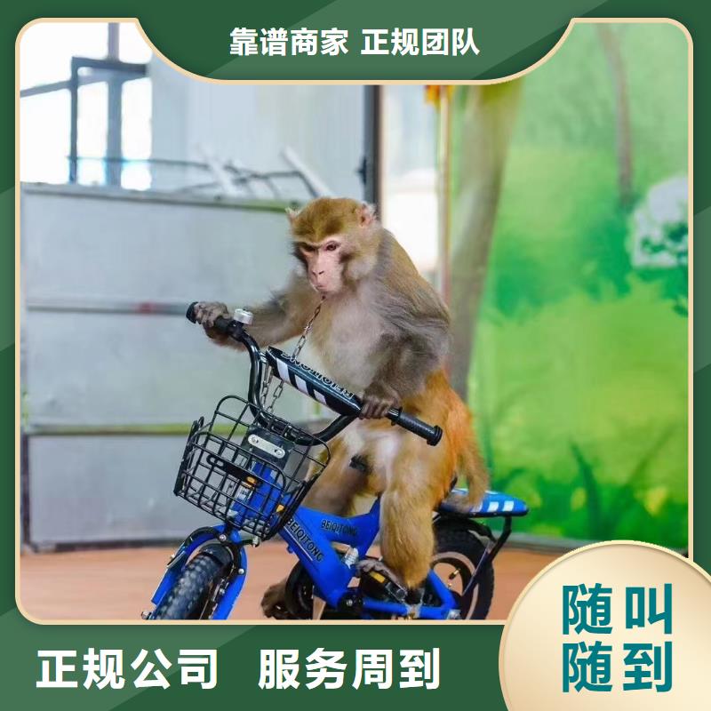 馬戲團/羊駝 羊駝出租品質保證