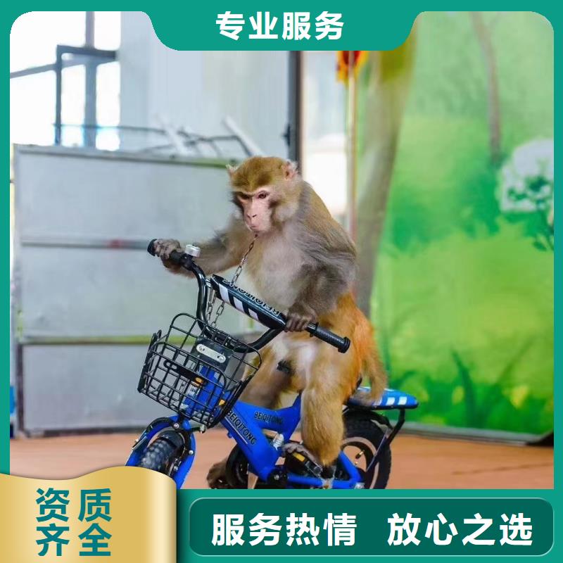 馬戲團(tuán)/羊駝,美人魚表演出租專業(yè)品質(zhì)