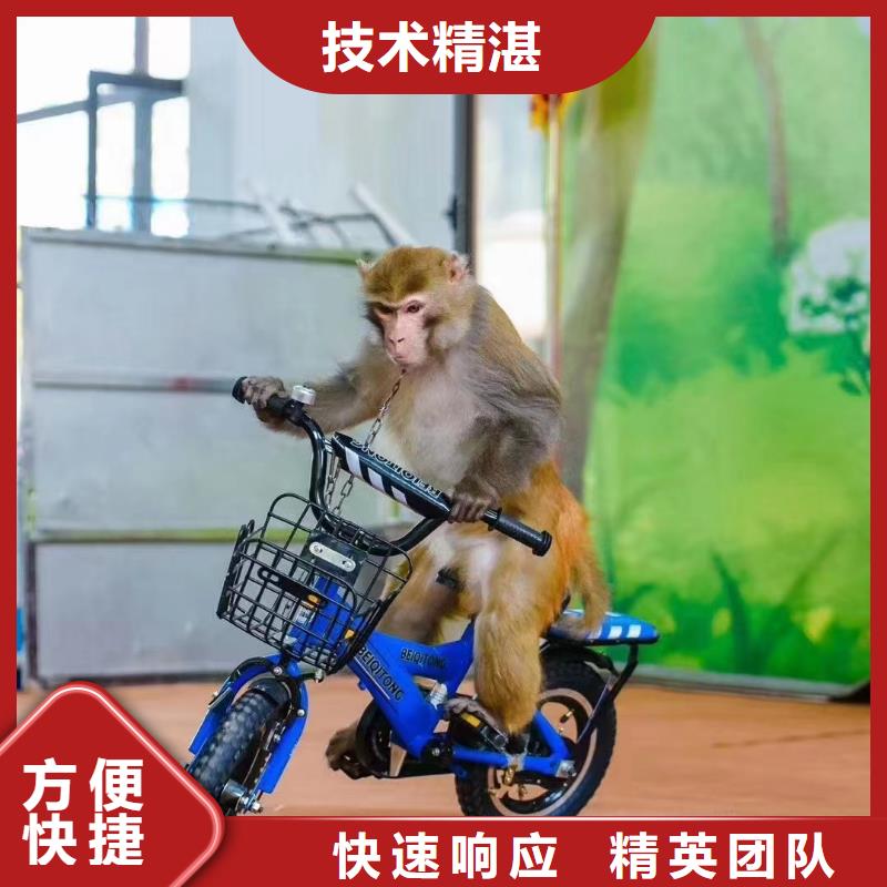 马戏团/羊驼企鹅租赁长期合作