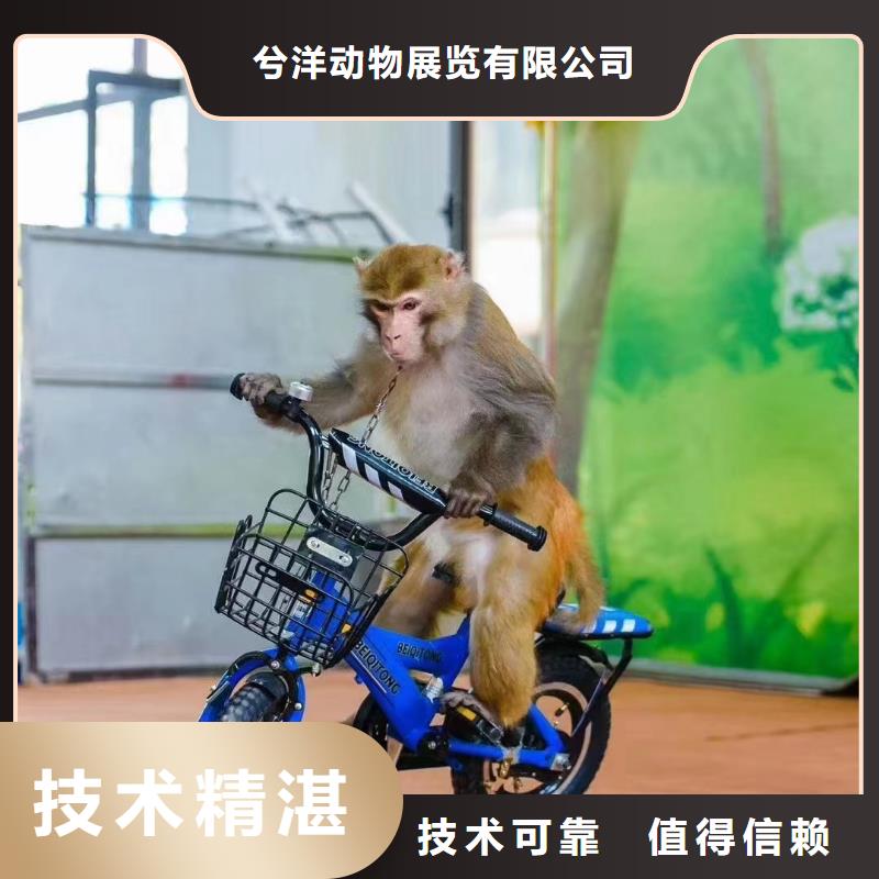 马戏团/羊驼羊驼出租解决方案