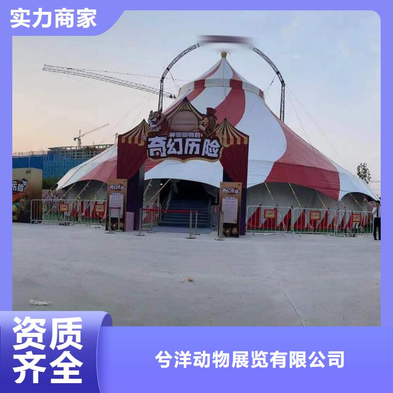 马戏团/羊驼【美人鱼出租演出】高品质
