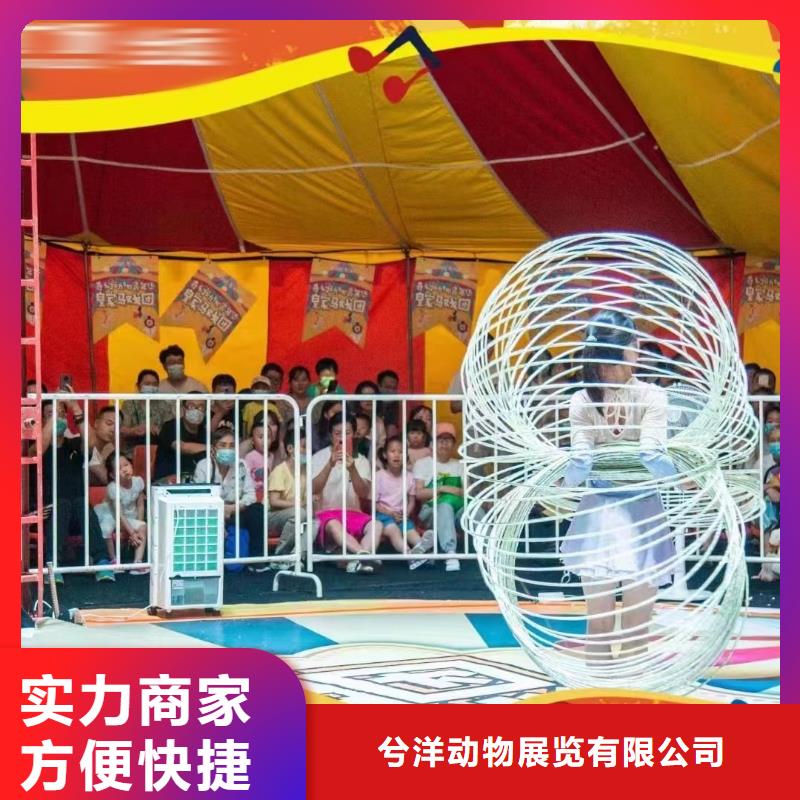 馬戲團(tuán)/羊駝草泥馬羊駝租賃技術(shù)好