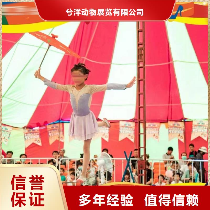 馬戲團(tuán)/羊駝草泥馬羊駝租賃遵守合同
