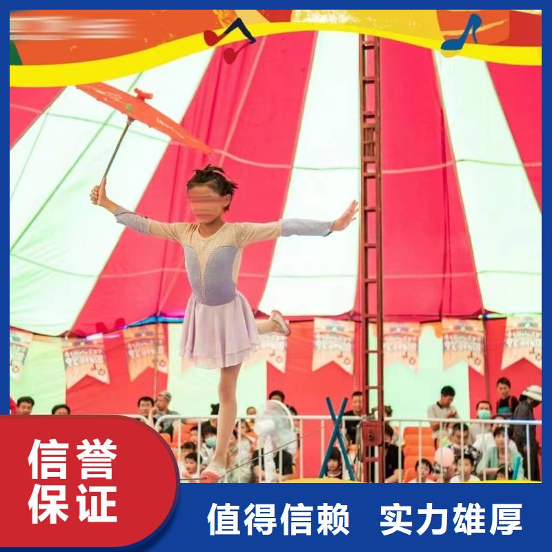 馬戲團/羊駝_小馬戲出租質(zhì)量保證