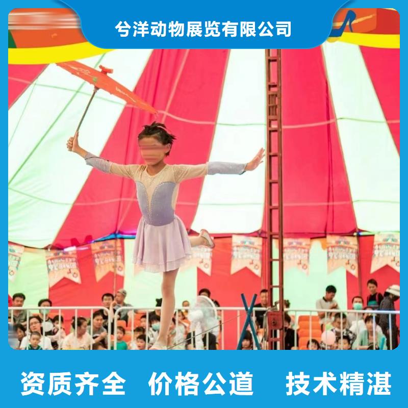 馬戲團(tuán)/羊駝草泥馬羊駝租賃技術(shù)好