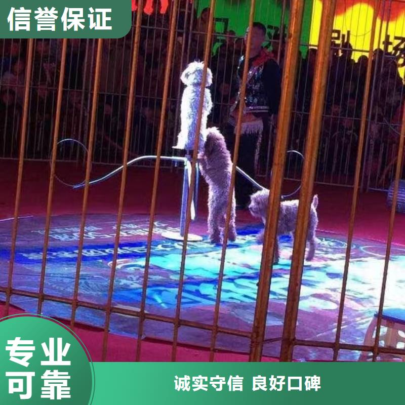 馬戲團(tuán)/羊駝美人魚(yú)表演品質(zhì)卓越
