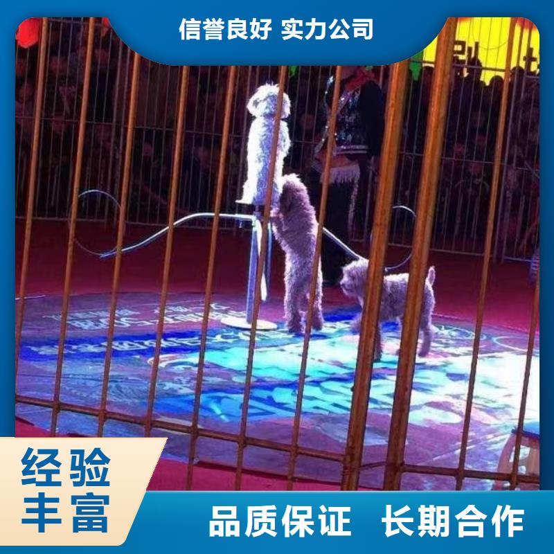 馬戲團(tuán)/羊駝草泥馬羊駝租賃技術(shù)好