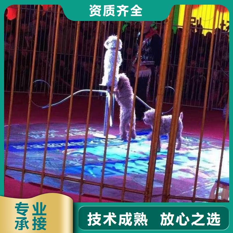 馬戲團(tuán)/羊駝馬戲團(tuán)表演收費(fèi)合理