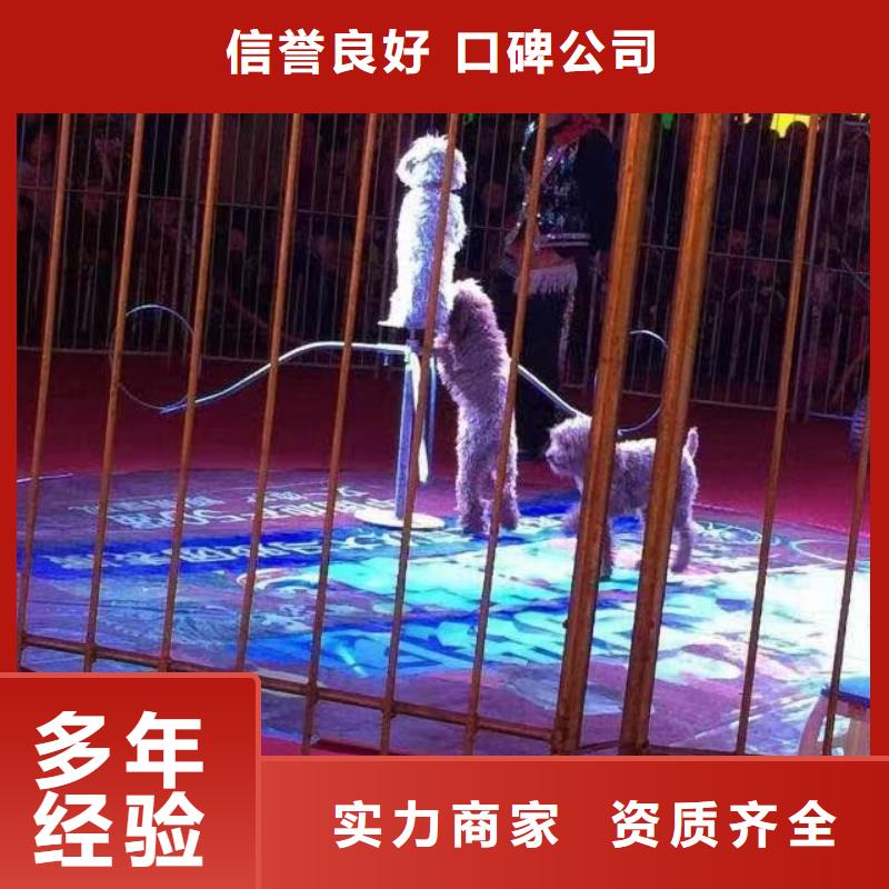 【馬戲團/羊駝】【企鵝表演】專業(yè)可靠