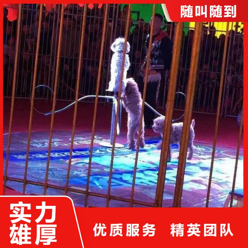 馬戲團/羊駝馬戲團表演收費合理