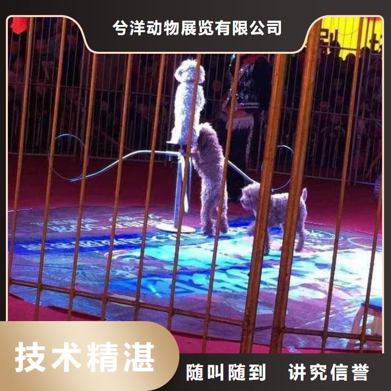 馬戲團(tuán)/羊駝企鵝租賃歡迎詢價(jià)