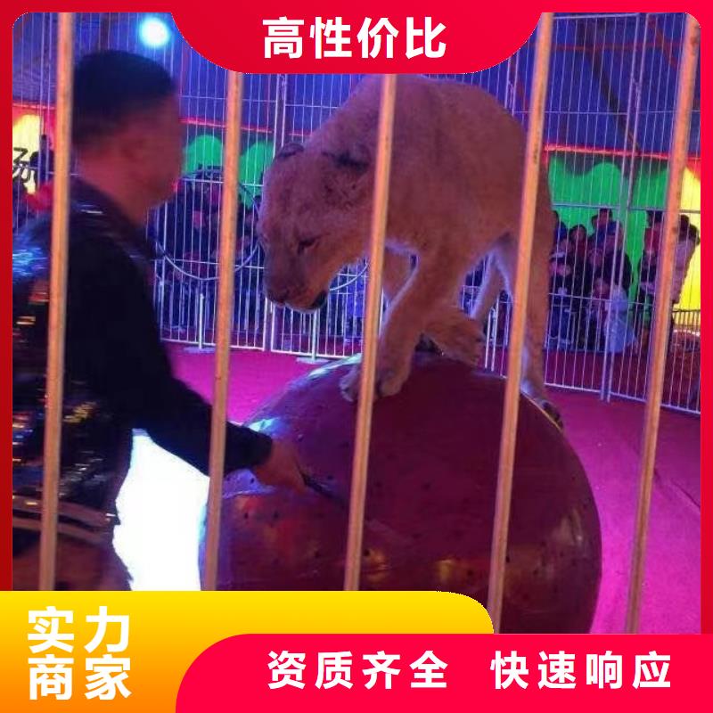 【馬戲團/羊駝】【企鵝表演】專業(yè)可靠