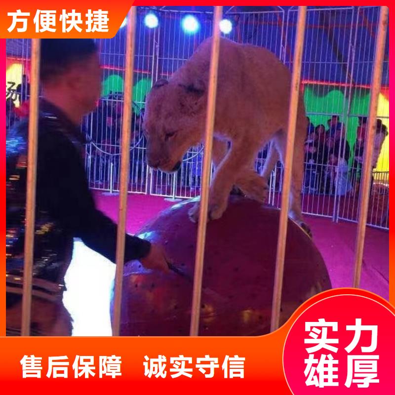 馬戲團(tuán)/羊駝草泥馬羊駝租賃遵守合同