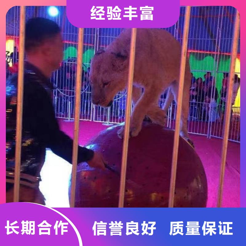 馬戲團/羊駝馬戲團表演收費合理