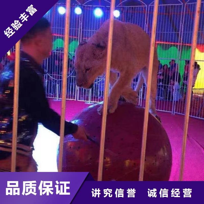 馬戲團(tuán)/羊駝海獅表演出租專(zhuān)業(yè)公司