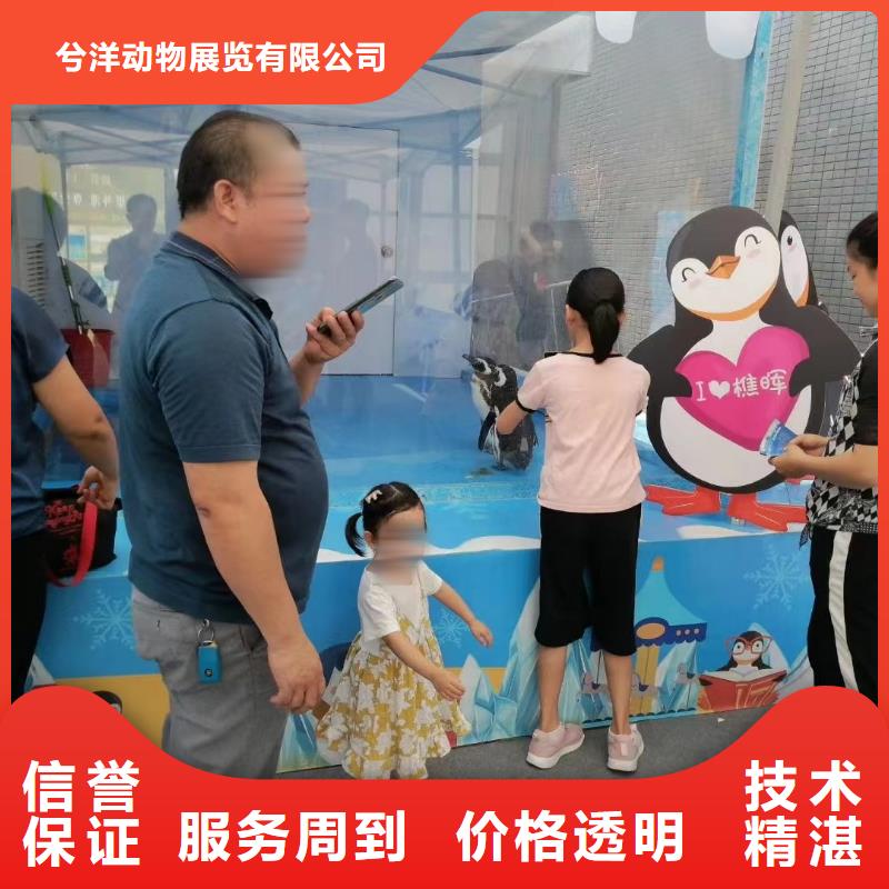 海洋主題動物表演【出租羊駝】實力強有保證