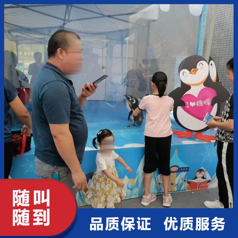 海洋主题动物表演观赏性羊驼租赁诚信经营