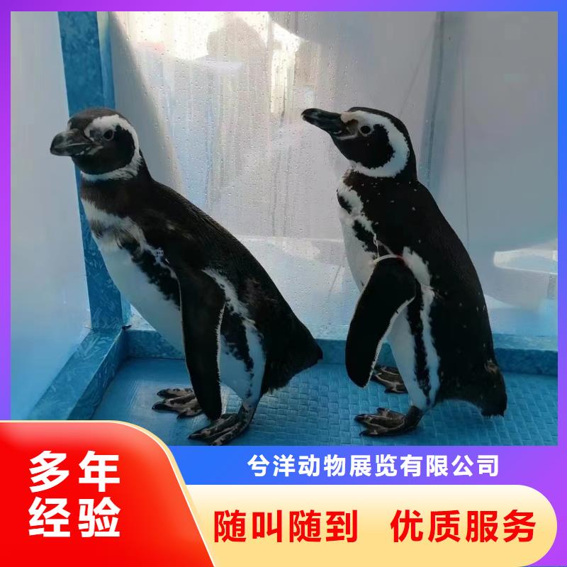 海洋主题动物表演企鹅出租公司