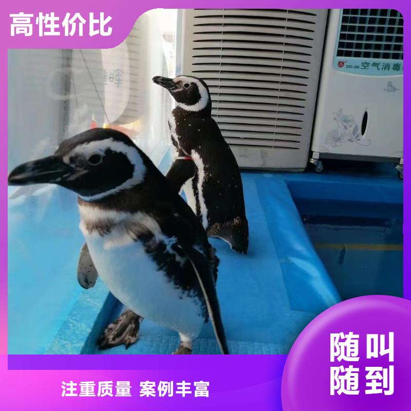 海洋主題動(dòng)物表演【海獅表演租賃】服務(wù)至上