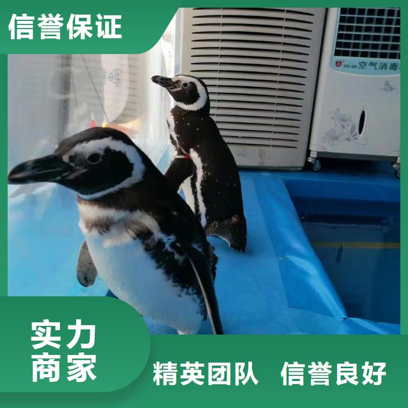 【海洋主題動物表演】出租海獅表演專業(yè)可靠