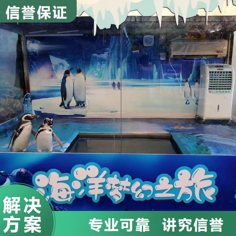 海洋主题动物表演【海狮表演租赁】服务至上