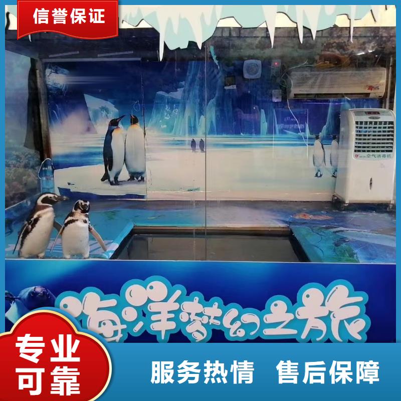 海洋主题动物表演【杂技表演】高性价比