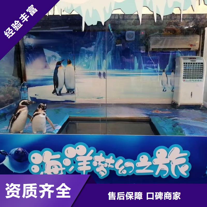 【海洋主题动物表演】【海狮租赁表演】品质卓越