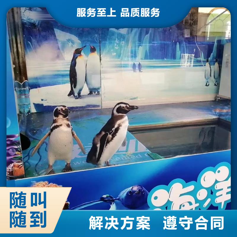 【海洋主題動(dòng)物表演出租馬戲表演服務(wù)周到】