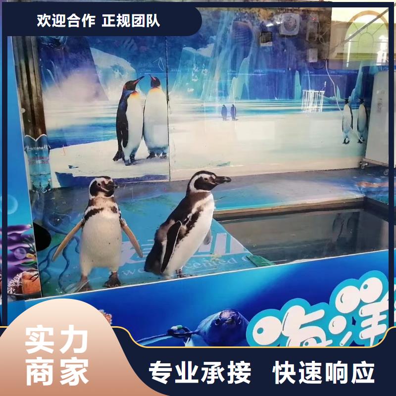 海洋主題動(dòng)物表演美人魚(yú)表演收費(fèi)合理