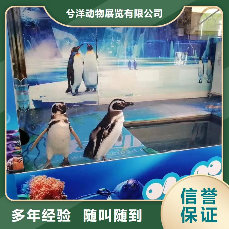 海洋主题动物表演房地产开盘庆典一站式服务