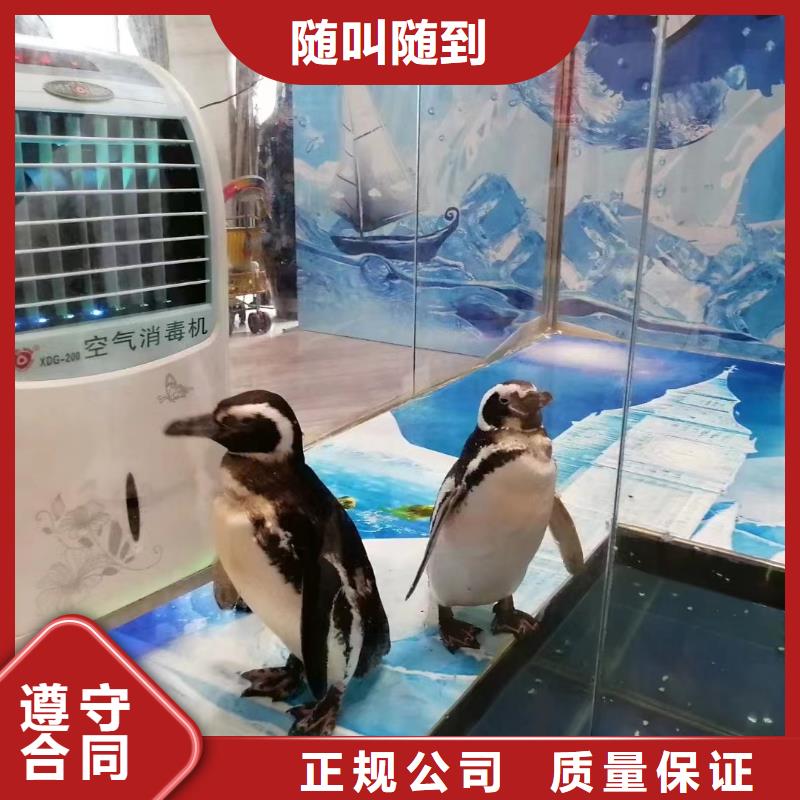 海洋主題動物表演出租表演羊駝信譽保證