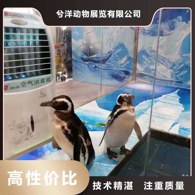 海洋主题动物表演海豚表演从业经验丰富
