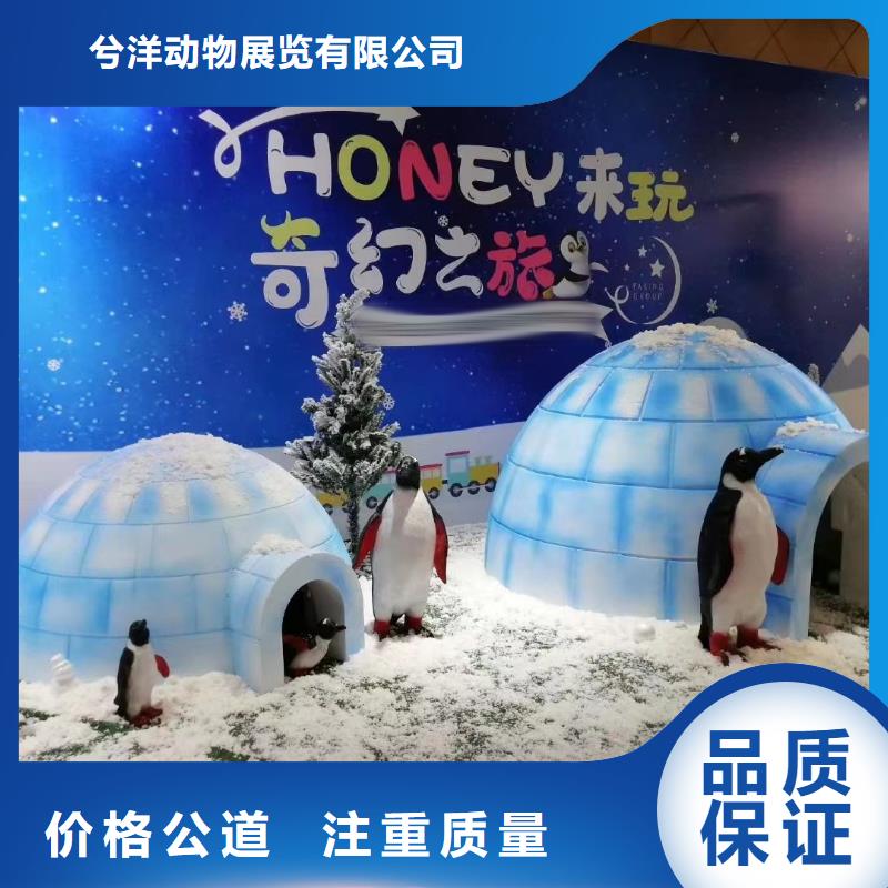 海洋主題動(dòng)物表演海獅表演租賃實(shí)力公司