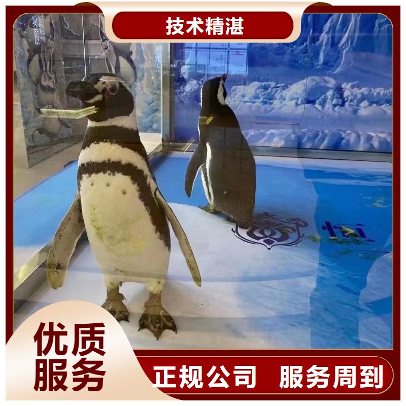 海洋主题动物表演 小香猪宠物出租长期合作