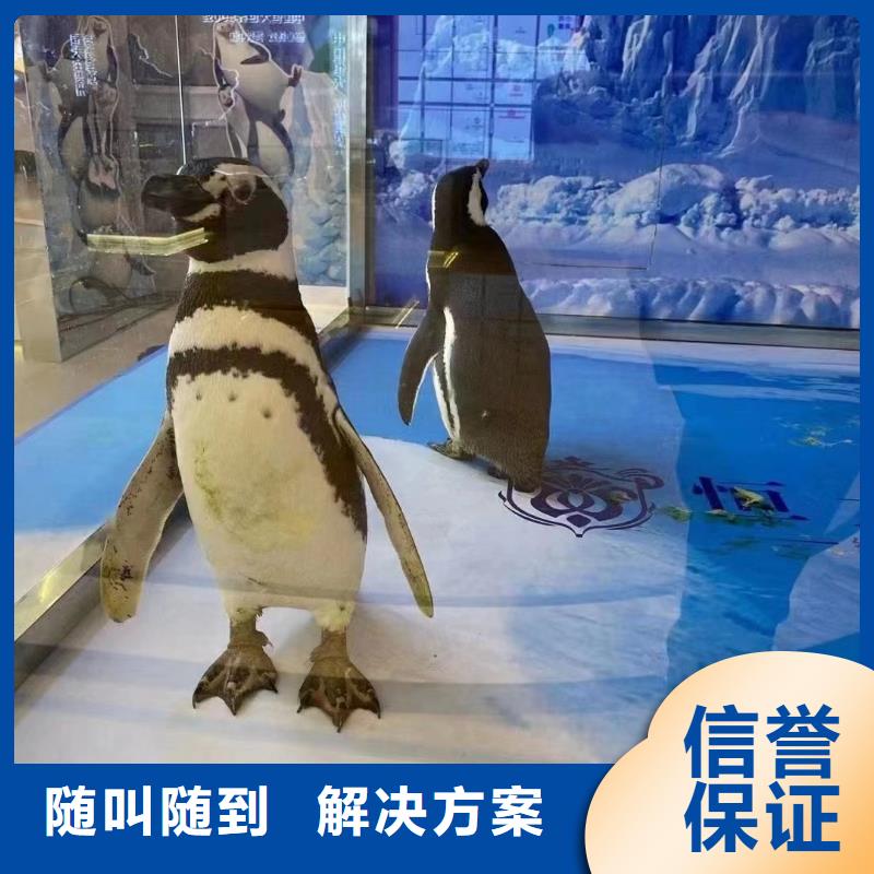 海洋主题动物表演企鹅出租公司