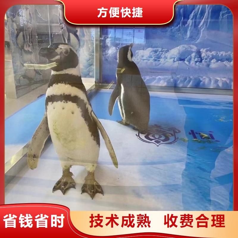 海洋主題動(dòng)物表演羊駝表演快捷