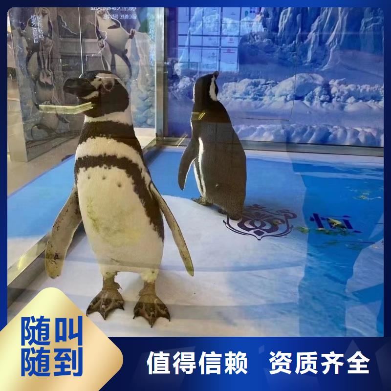 海獅表演出租工廠