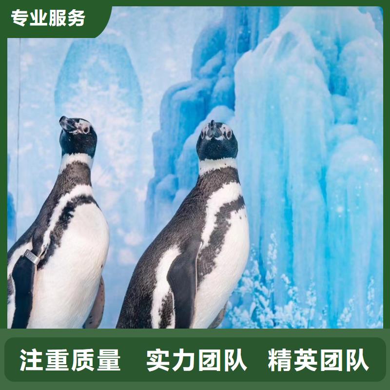 【海洋主题动物表演海狮表演出租诚信经营】