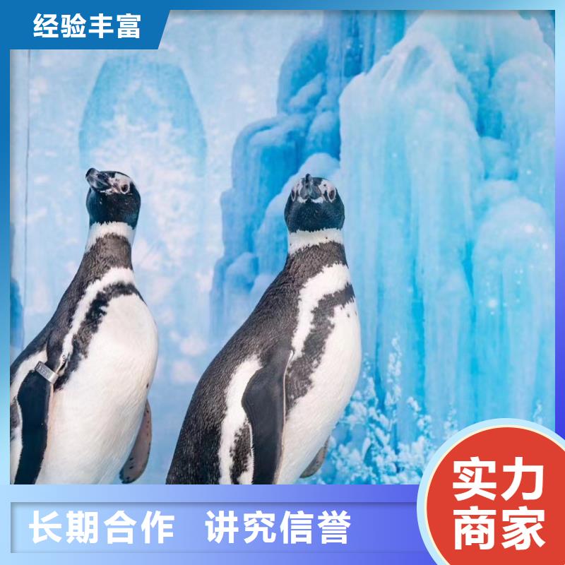 海洋主題動物表演,萌寵動物展出租全市24小時服務(wù)