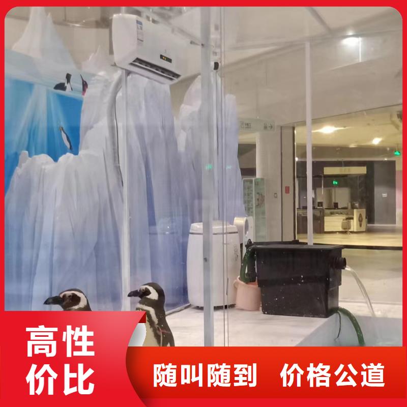海洋主題動(dòng)物表演-出租馬戲表演專業(yè)承接