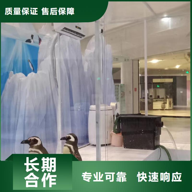 海洋主題動物表演海獅表演出租快捷