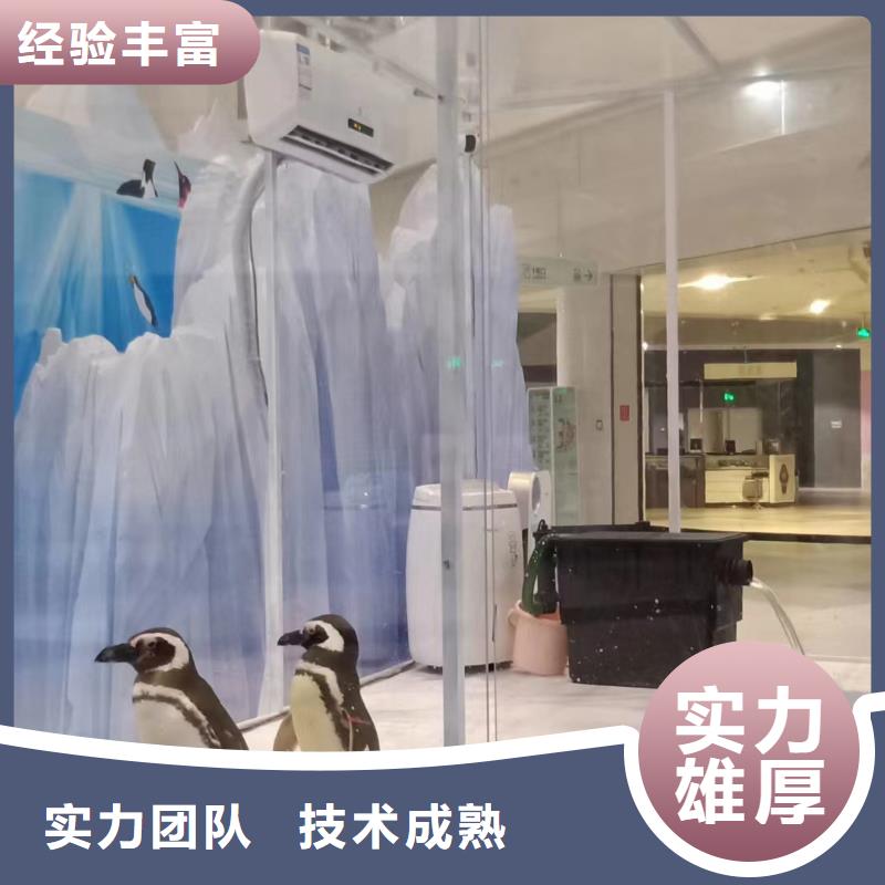 海洋主题动物表演海狮表演出租质量保证