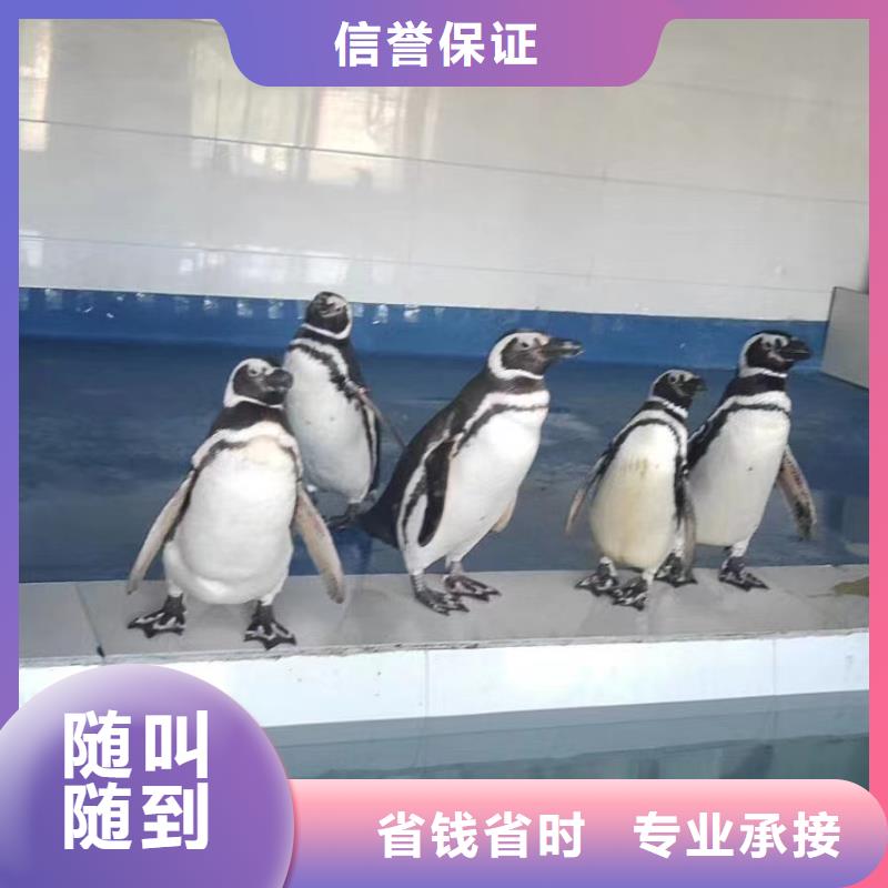海洋主題動物表演【【企鵝演出】】精英團隊