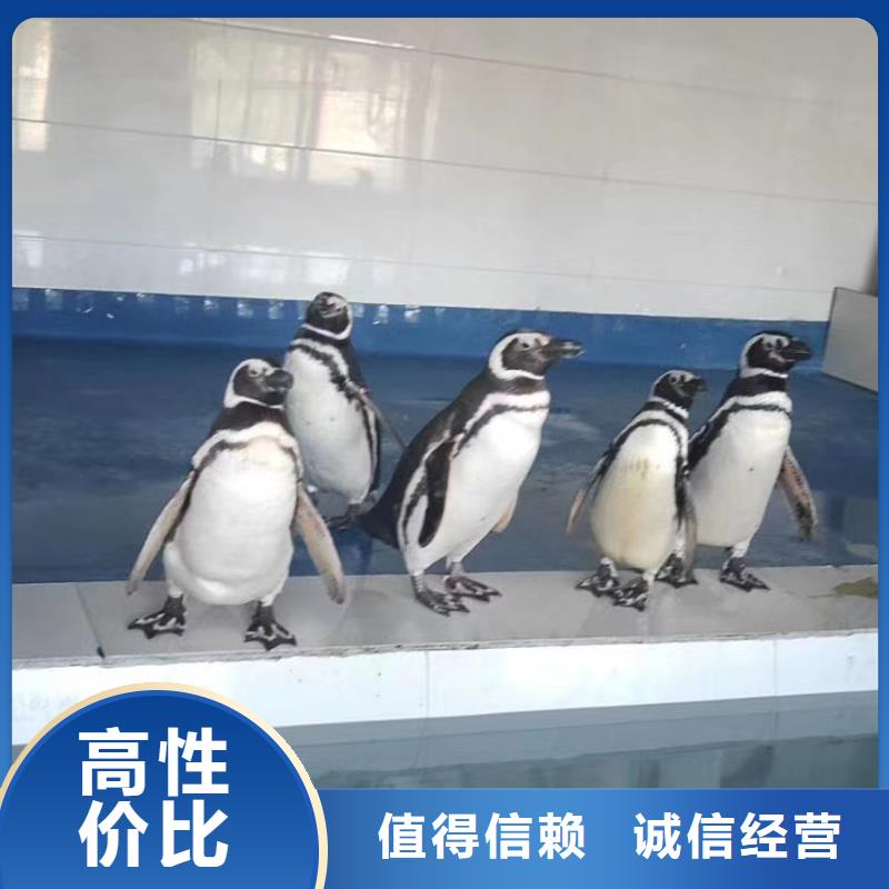 海洋主題動物表演,萌寵動物展出租全市24小時服務(wù)