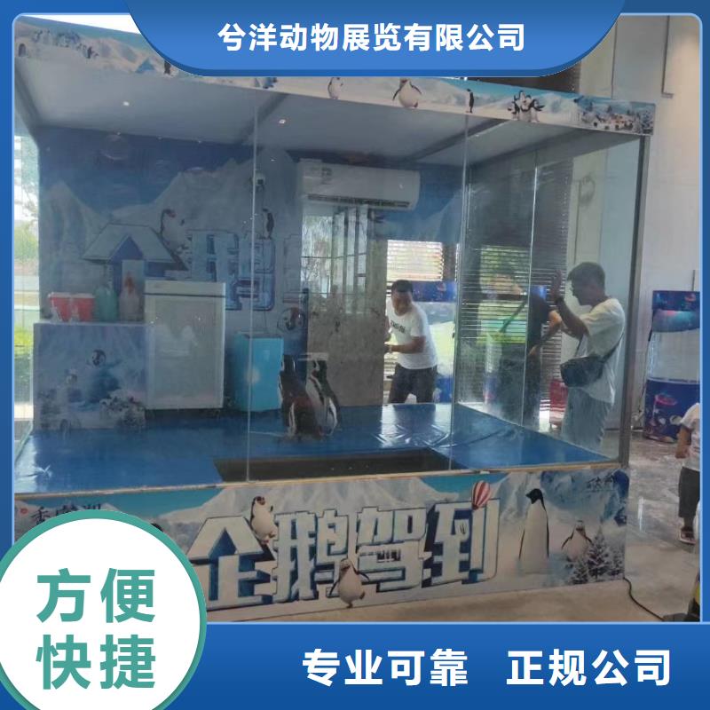 海洋主题动物表演 小香猪宠物出租长期合作